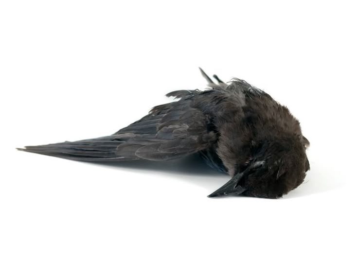 crow